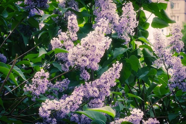 Syringa Lilac in Moscow — 스톡 사진