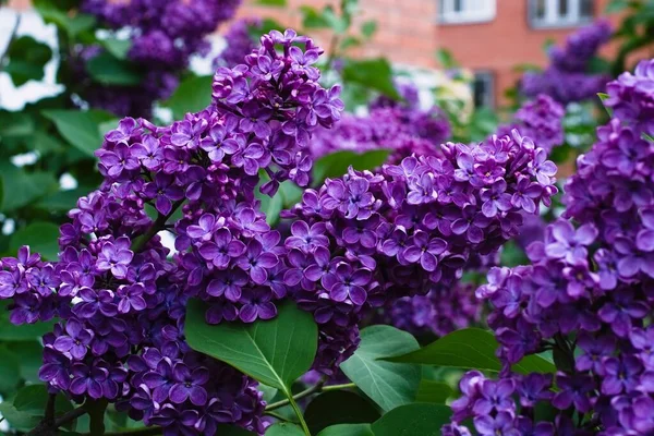 Syringa Lilac Moszkvában — Stock Fotó