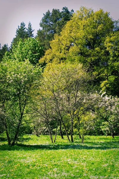 Paisaje de verano en Rusia — Foto de Stock