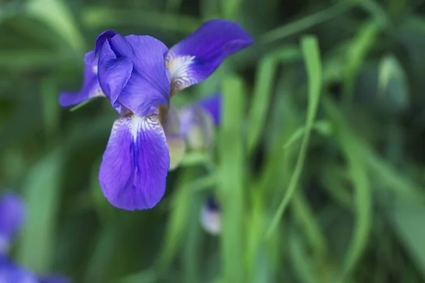 Flores de iris violeta púrpura de cerca — Foto de Stock