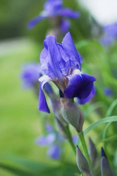 Lila violett iris blommor närbild — Stockfoto