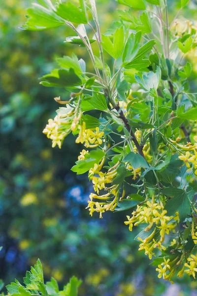 Altın Bufalo Currant Ribes Aureum