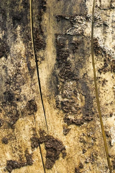Wald Holz raue Textur — Stockfoto