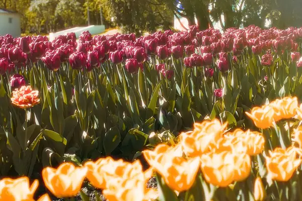 Tulipes fleurs printemps — Photo