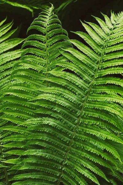 シダの茂み — ストック写真