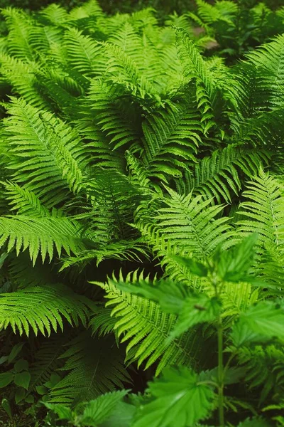 Boscaglia di felce — Foto Stock