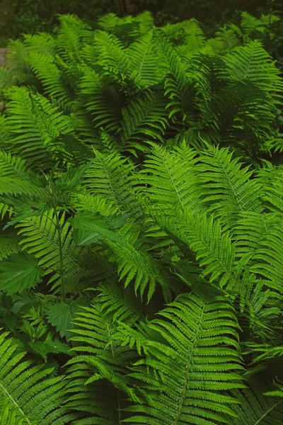 Boscaglia di felce — Foto Stock