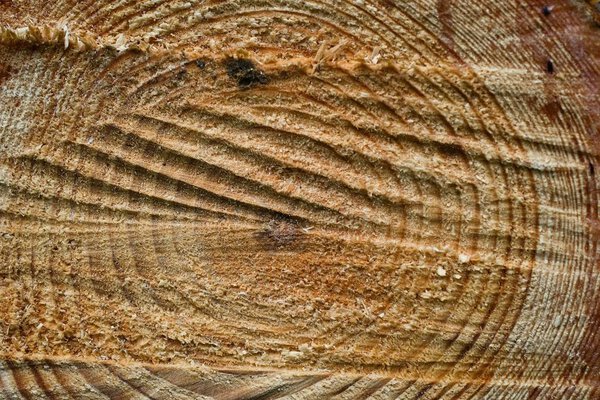 Поперечное сечение деревьев
