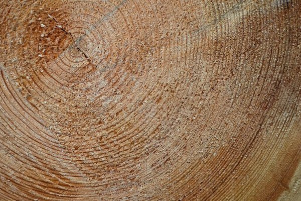 Поперечное сечение деревьев
