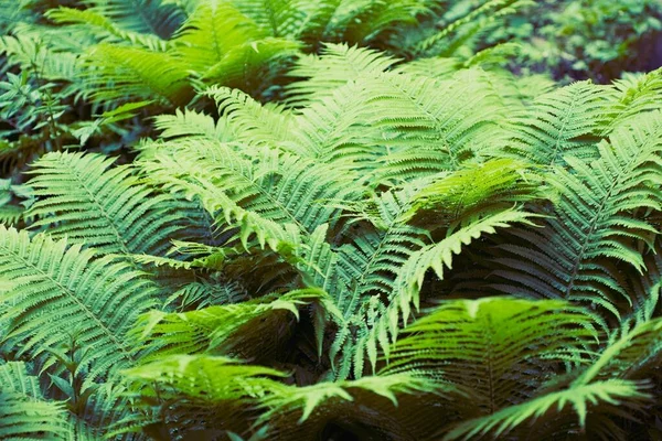 Samambaia moita verde — Fotografia de Stock