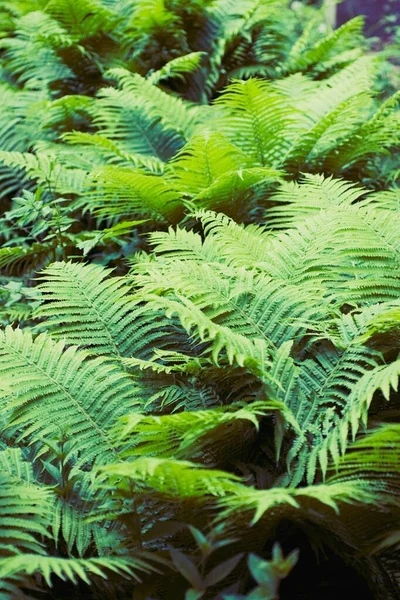 Boscaglia verde felce — Foto Stock