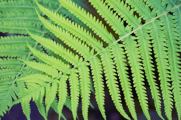 Boscaglia verde felce — Foto Stock