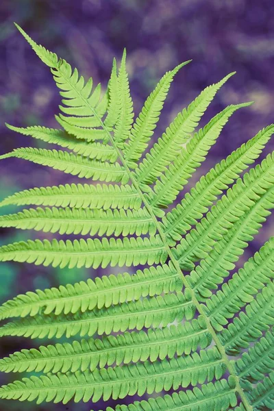 シダの緑の茂み — ストック写真