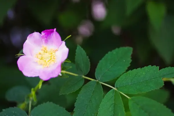 Köpek gülü Rosa canina