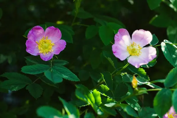 Köpek gülü Rosa canina