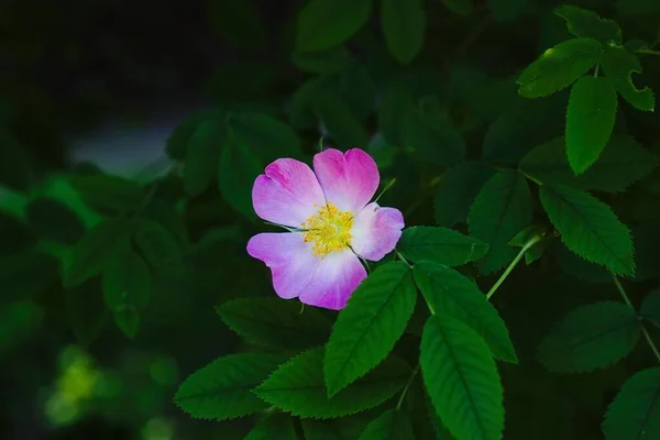 Köpek gülü Rosa canina