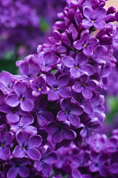 Syringa Lilac in Moscow 스톡 사진