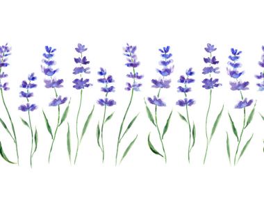 Lavanta dalları üzerinde beyaz izole. Seamless modeli. Orijinal suluboya resim.