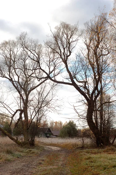 秋天的景色穿过古老的树木来到了木制的乡村房屋 — 图库照片