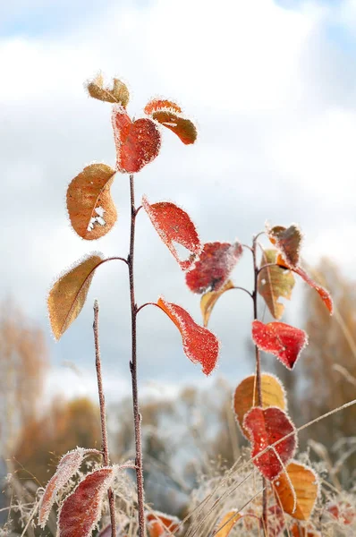 秋天的早晨 有红叶覆盖着霜冻的小植物 — 图库照片