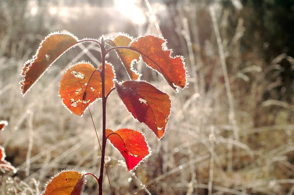 Little Plants Red Leaves Covered Frost Autumn Morning — Stock Photo, Image