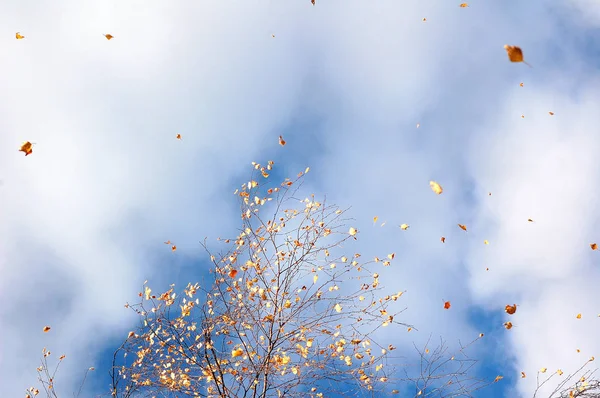 树叶落在蓝天上 — 图库照片