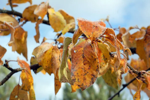 秋天苹果分支与黄色叶子 — 图库照片