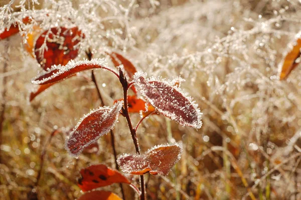 Malé Rostliny Červenými Listy Pokryté Mrazem Podzimní Ráno — Stock fotografie
