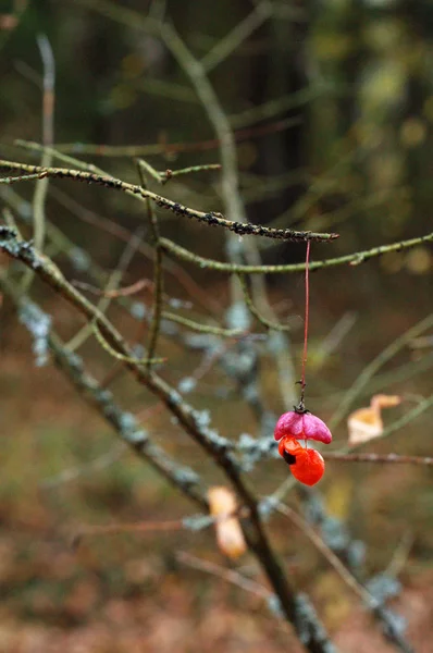 Vřeteno Větev Červené Bobule Podzimním Lese — Stock fotografie