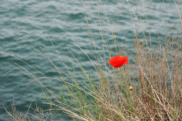 春の海に浮かぶポピーの花 — ストック写真