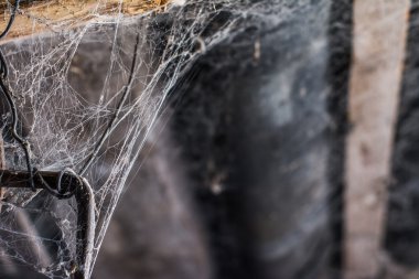 bir sürü eski örümcek ağları