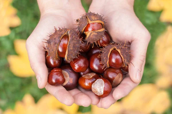 Kastanjes in handen op de achtergrond van de gevallen bladeren. — Stockfoto