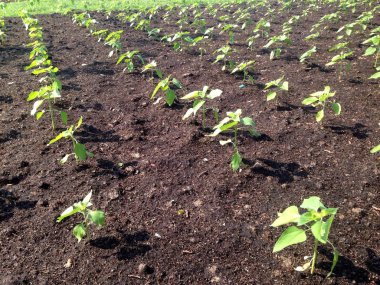 Tarım bitki ve fide.