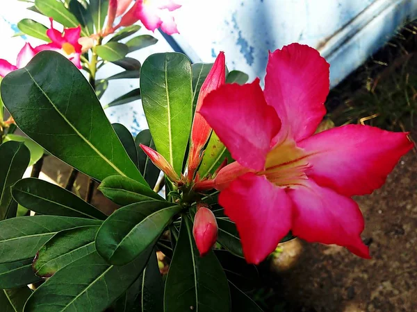 Adenium obesum strom je byliny. — Stock fotografie