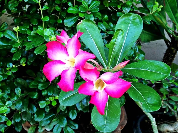 Adenium obesum strom je byliny. — Stock fotografie