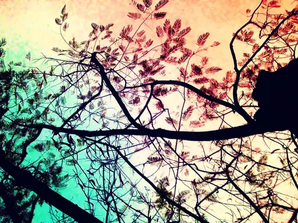 Dunkle Silhouetten von Bäumen — Stockfoto