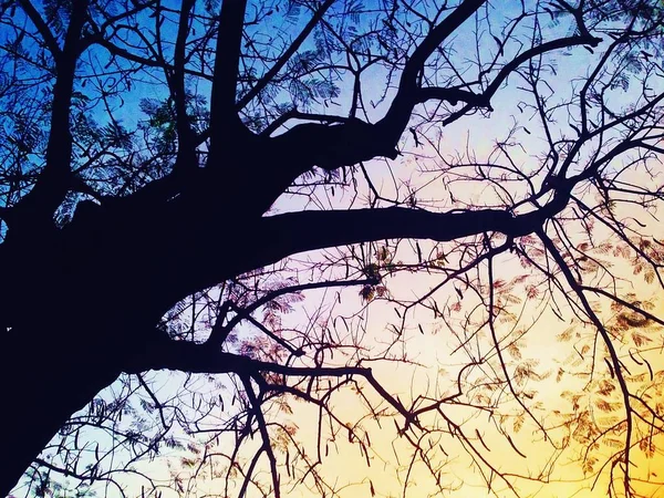 Dunkle Silhouetten von Bäumen — Stockfoto
