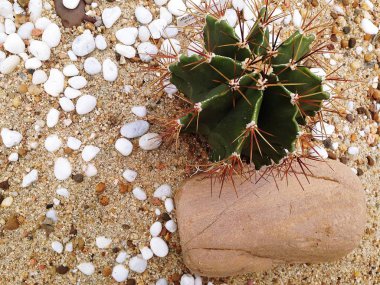 Çöl bahçesindeki Astrophytum ornatum (Yıldız kaktüsü)