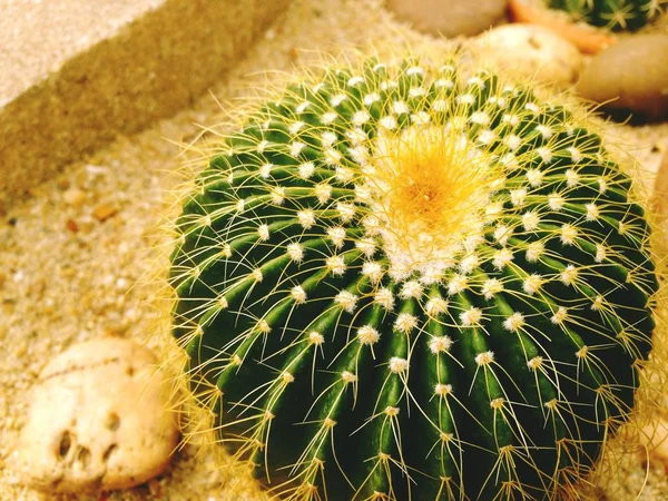 Notocactus ile uzun dikenler — Stok fotoğraf