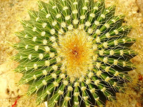 Notocactus ile uzun dikenler — Stok fotoğraf