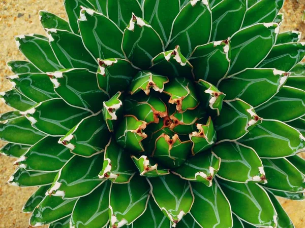Agave-Pflanze des Kaktus victoria — Stockfoto