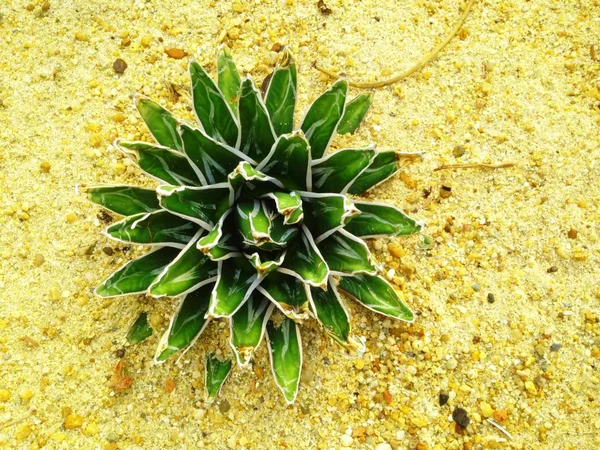 Cactus Victorias Agave växt — Stockfoto