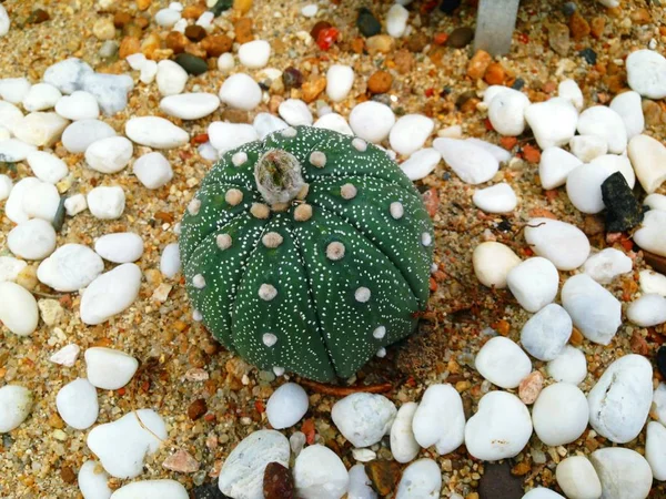 Astrophytum asterias är en art av kaktus i släktet Astroph — Stockfoto