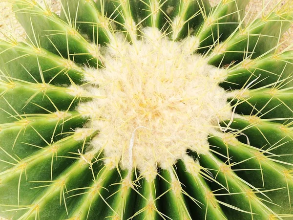 Cactus planted in the desert garden. Echinocactus grusonii hildm, Cactaceae.