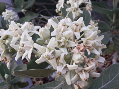 Güzel beyaz çiçek, taç çiçeği, dev kızılderili sütü, dev kırlangıç otu, Calotropis dev çayı