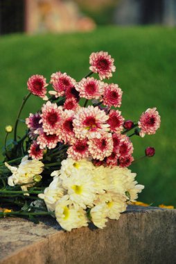 Kasımpatı, Dendranthemum grandilora, kurumuş çiçekler, aftalin mide iltihabını tedavi etmek için kaynayıp içilir. İlaç toniği yap. Beyaz ve pembe çiçekler
