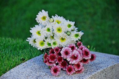 Chrysanthemum, Dendranthemum grandifflora, Dried flowers bring to boil and drink to cure aphthous stomatitis. Make medicine tonic. White and pink flowers clipart