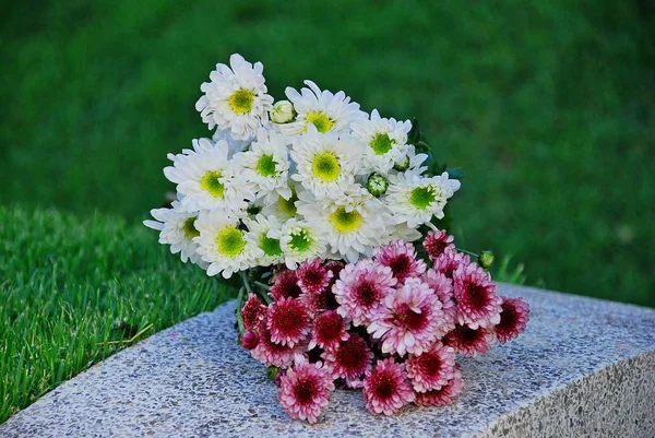 Crisântemo Dendranthemum Grandifflora Flores Secas Trazer Para Ferver Beber Para Fotos De Bancos De Imagens