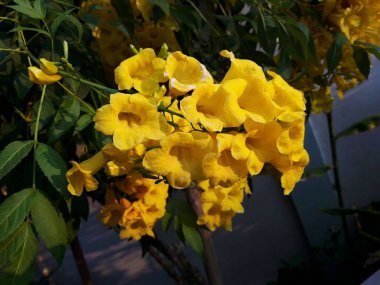 Sarı çiçek doğada açar. Sarı yaşlı, trompet çalısı, trompet çiçeği,