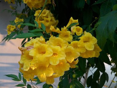 Sarı çiçek doğada açar. Sarı yaşlı, trompet çalısı, trompet çiçeği,